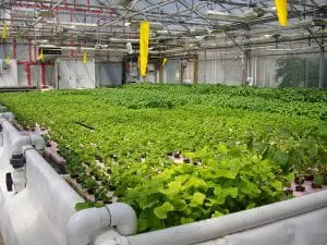 BEST HYDROPONIC SYSTEM