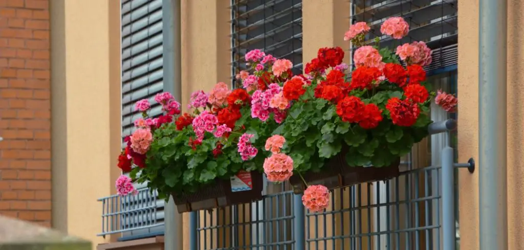 How to Hang Planters on Balcony Railing