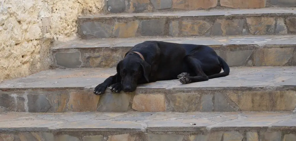 How to Make Stairs Less Slippery for Dogs