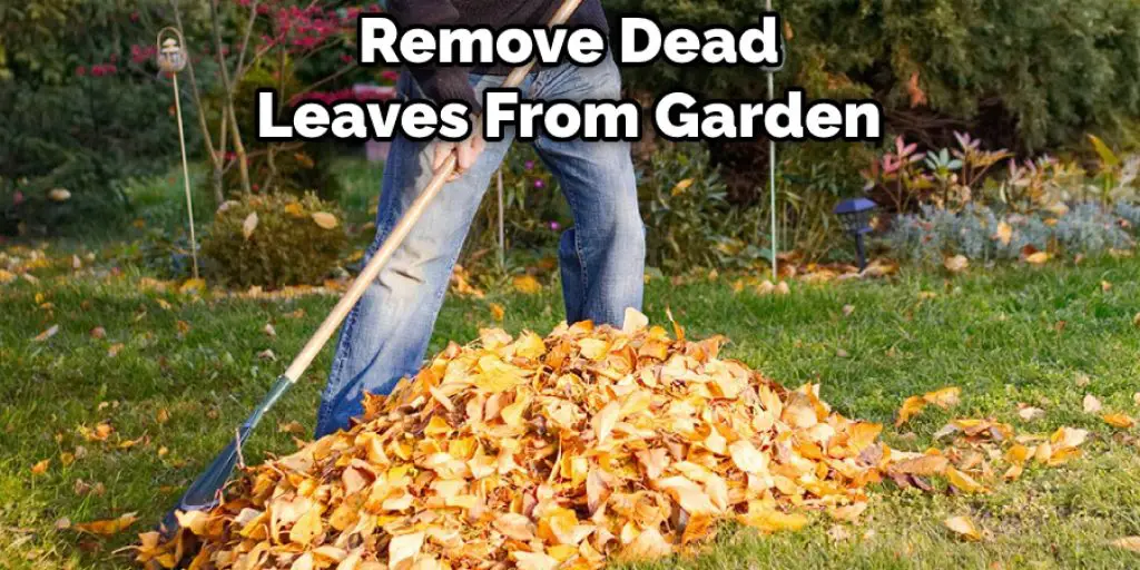 Remove Dead Leaves From Garden