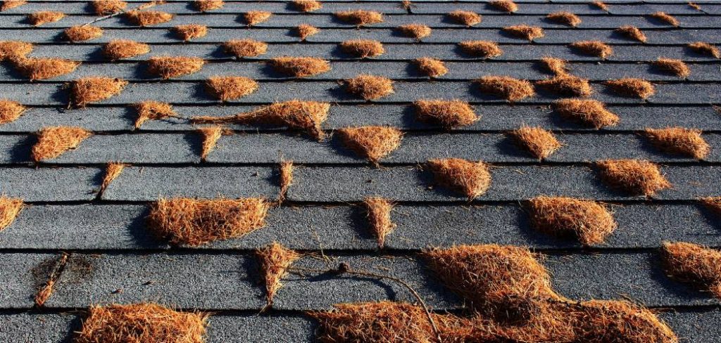 How to Get Pine Needles Off Roof