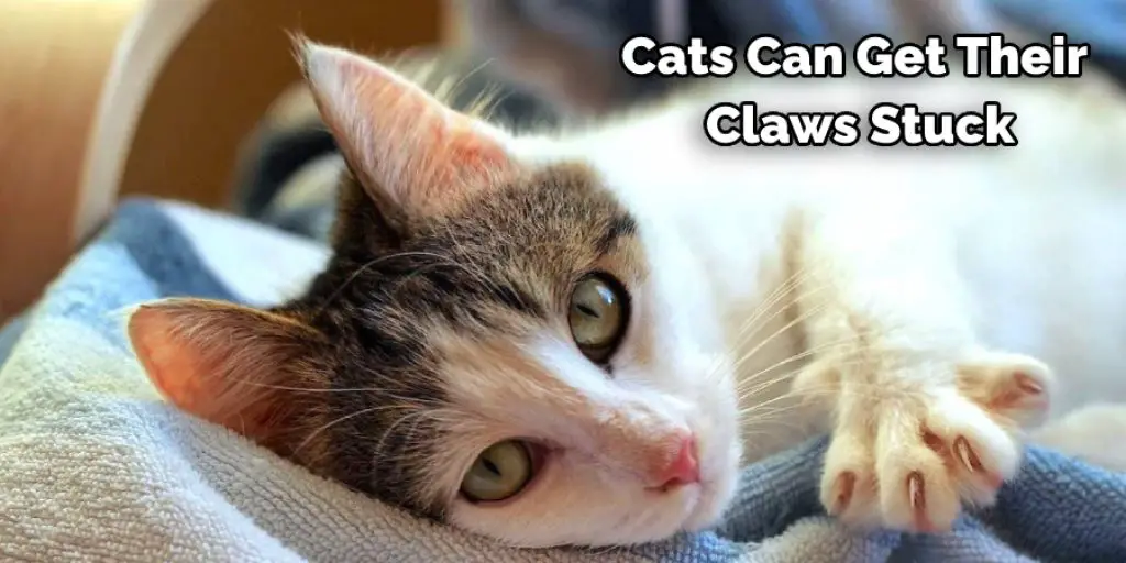 Cats Can Get Their Claws Stuck