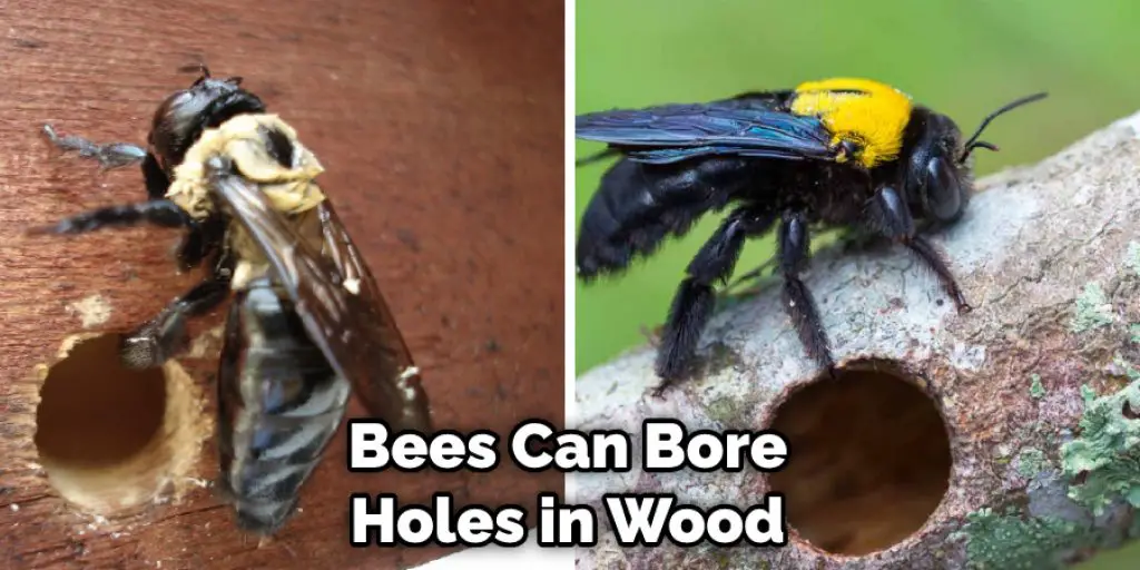 Bees Can Bore Holes in Wood