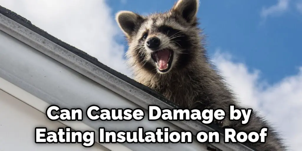 Can Cause Damage by Eating Insulation on Roof