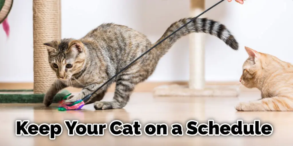 Keep Your Cat on a Schedule