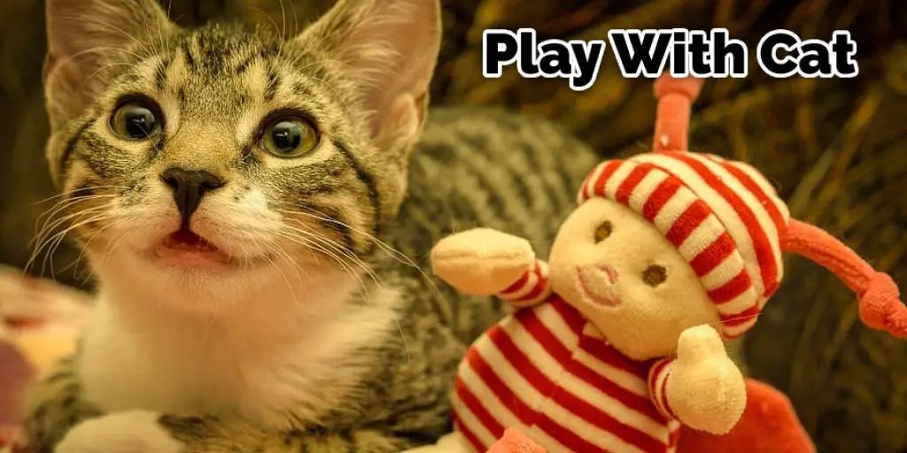 Play With Cat