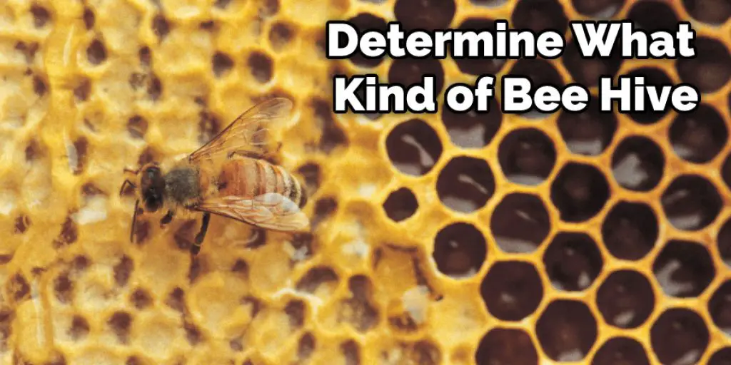 Determine What Kind of Bee Hive