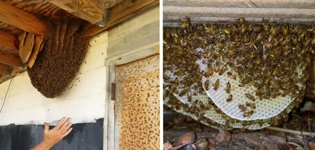How to Get Rid of Bee Hive Under Deck