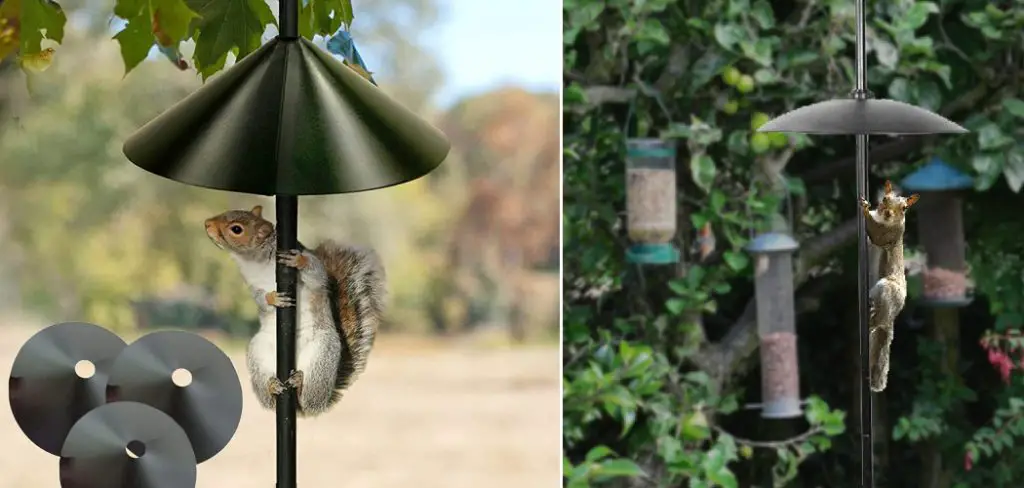 How to Keep Squirrels Off Patio Screen