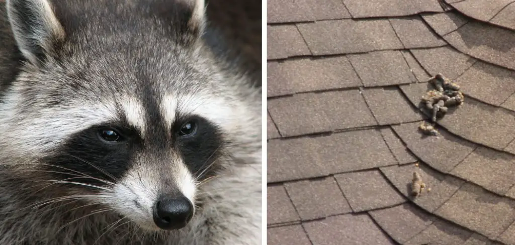 How to Stop Raccoons From Pooping on My Roof
