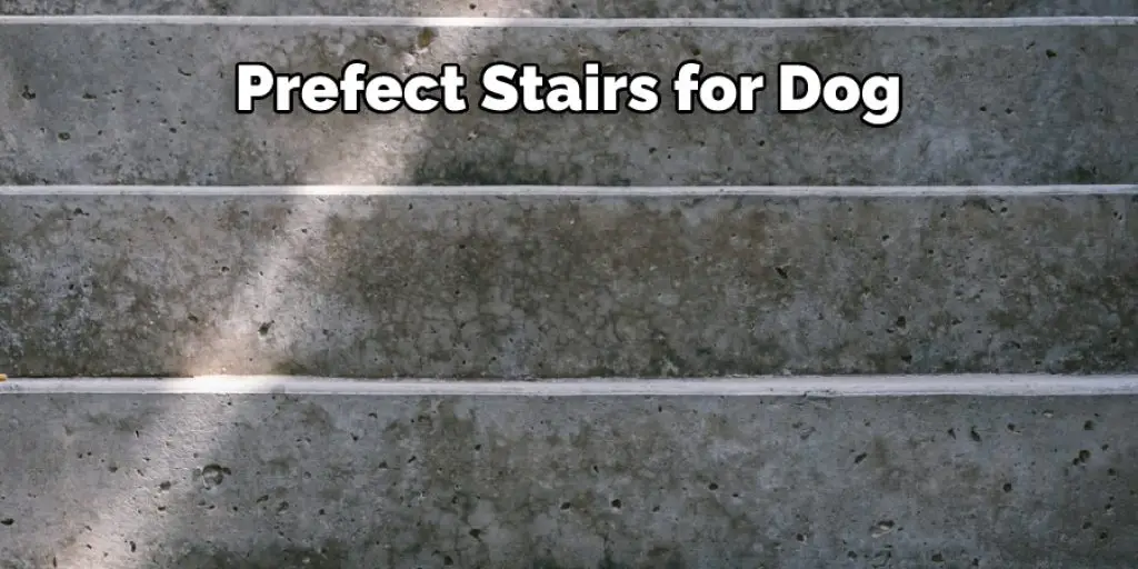Prefect Stairs for Dog