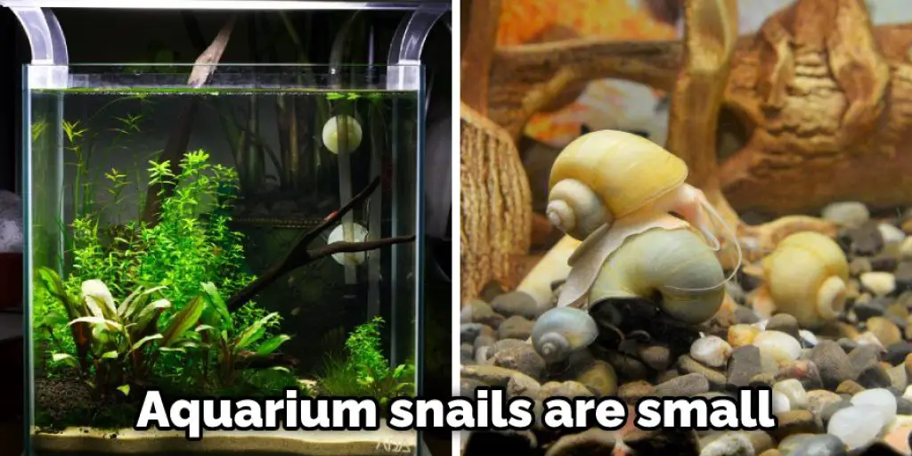 Aquarium snails are small