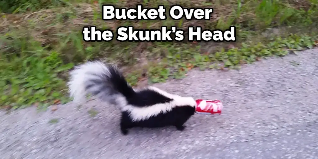 Bucket Over the Skunk’s Head