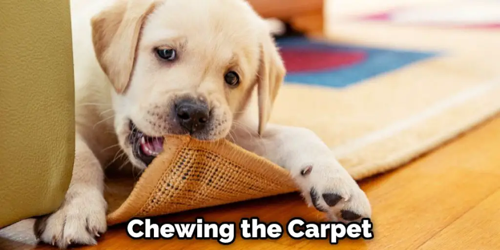 Chewing the Carpet
