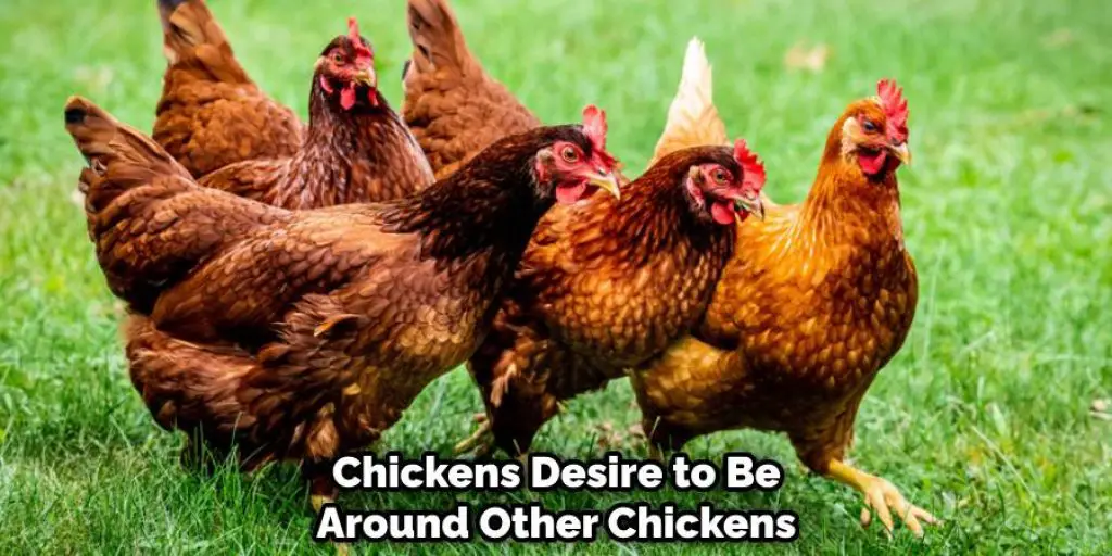Chickens Desire