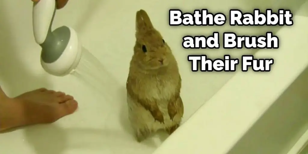 Bathe Rabbit and Brush Their Fur
