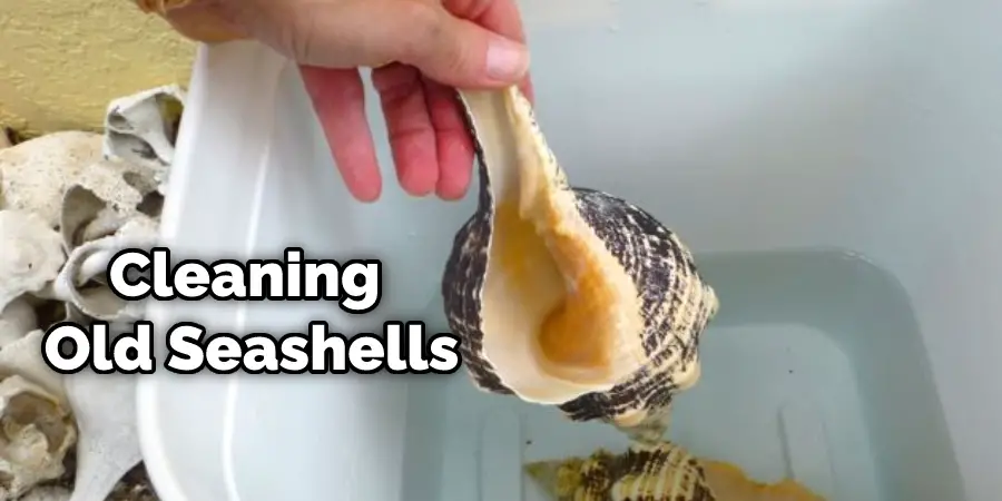 Cleaning Old Seashells