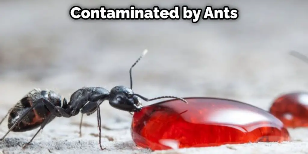 Contaminated by Ants