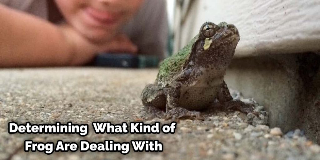 Determining What Kind of Frog Are Dealing With