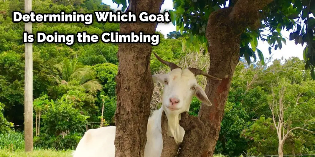 Determining Which Goat Is Doing the Climbing