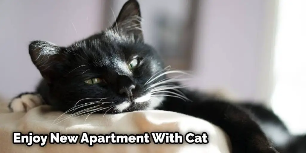 Enjoy New Apartment With Cat