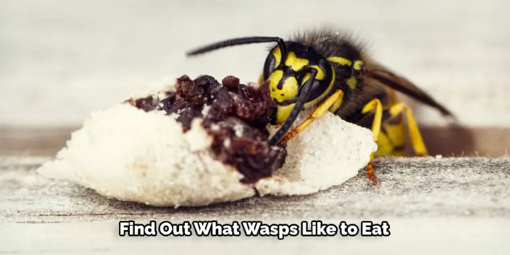 Find Out What Wasps Like to Eat
