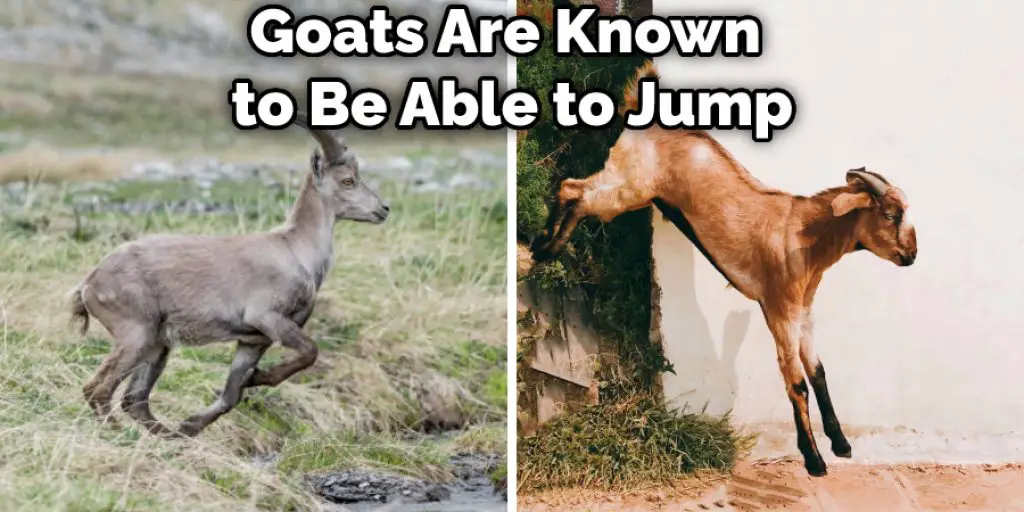 Goats Are Known to Be Able to Jump