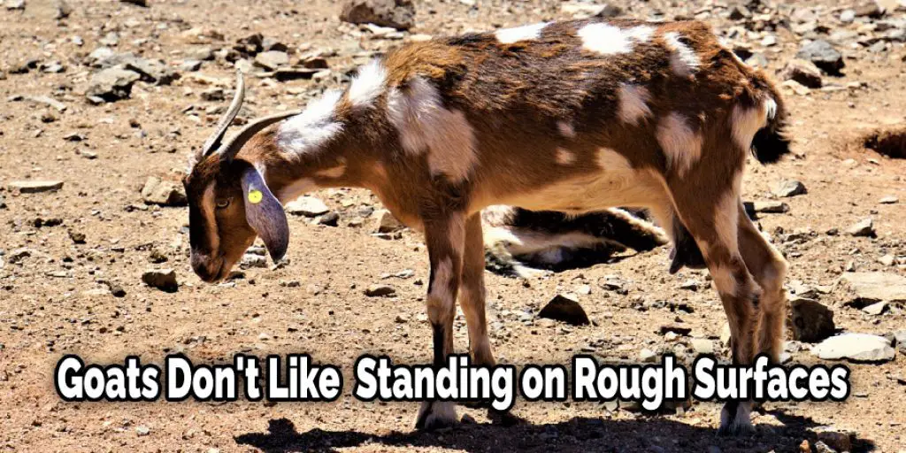 Goats Don't Like  Standing on Rough Surfaces 