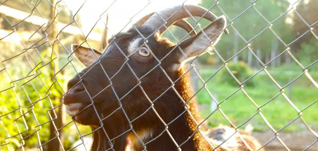 Goats Stuck in Fence