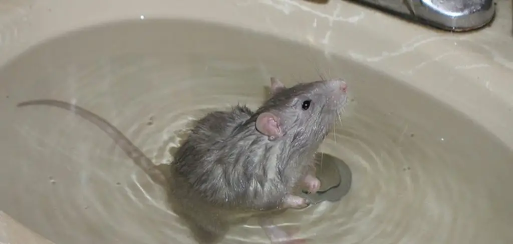 How Do Mice Get in the Bathtub