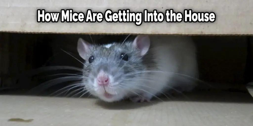 How Mice Are Getting Into the House