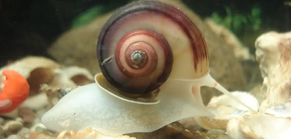 How to Add Calcium to Aquarium for Snails