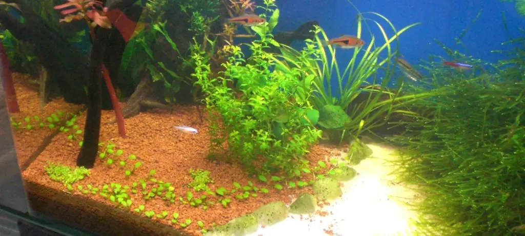 How to Add Sand to an Aquarium