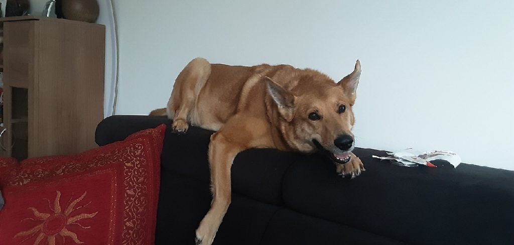 How to Block Dog From Going Behind Couch