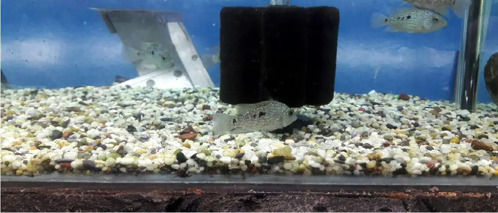 How to Clean Aquarium Gravel Without a Siphon