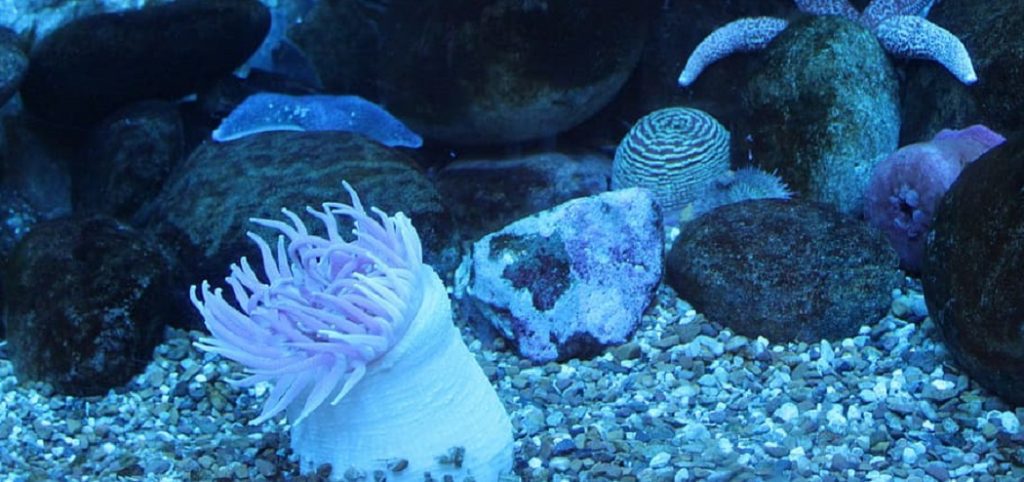 How to Clean Seashells for Aquarium
