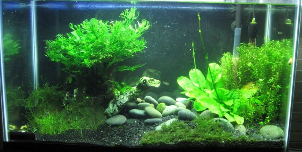 How to Fill Aquarium Without Disturbing Substrate