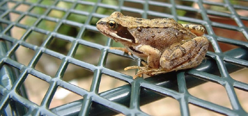 How to Keep Frogs From Pooping on Porch