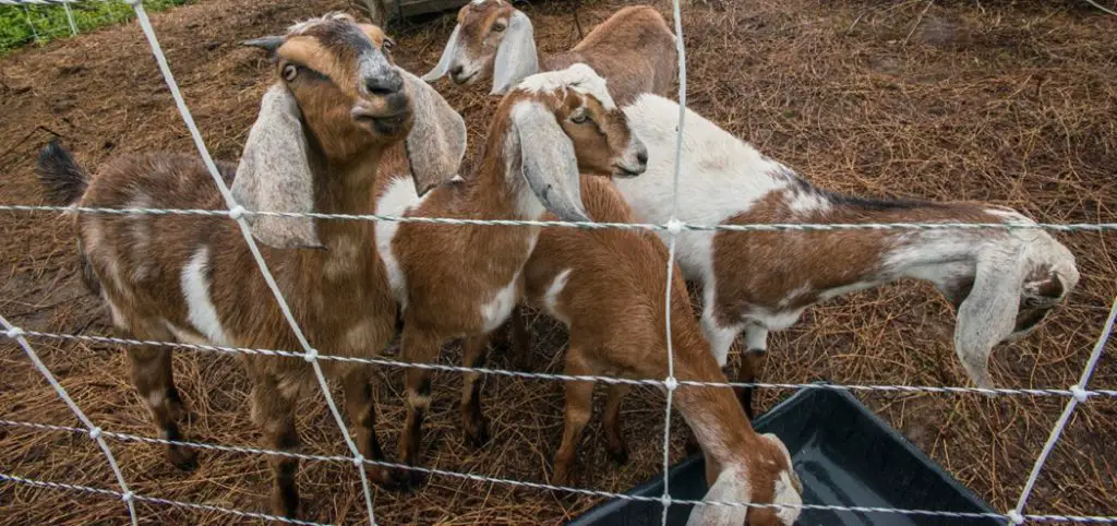 How to Keep Goats Off Porch