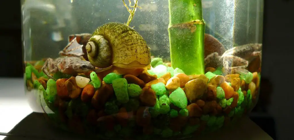 How to Keep Snails From Crawling Out of Aquarium