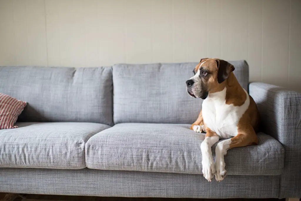 How to Keep Your Dog Cool in a Hot Apartment