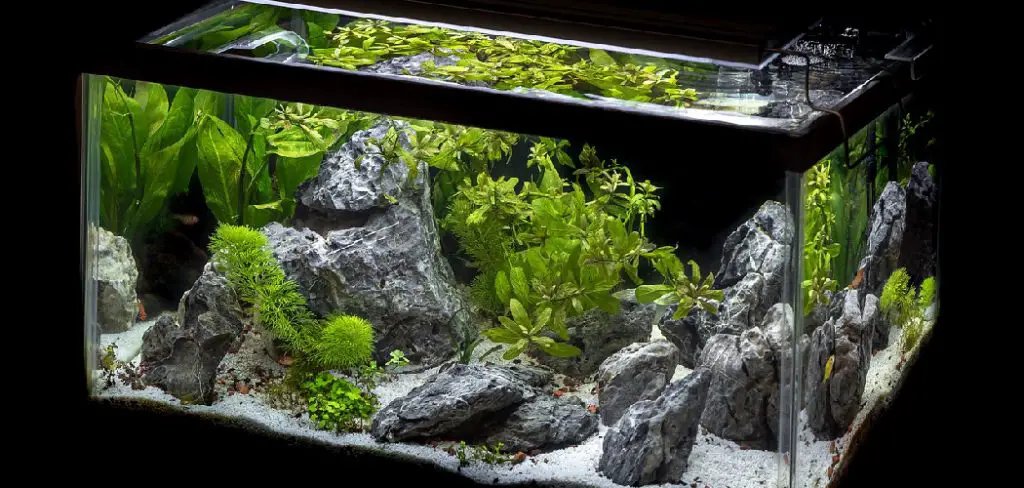 How to Plant Carpet Seeds in an Established Aquarium