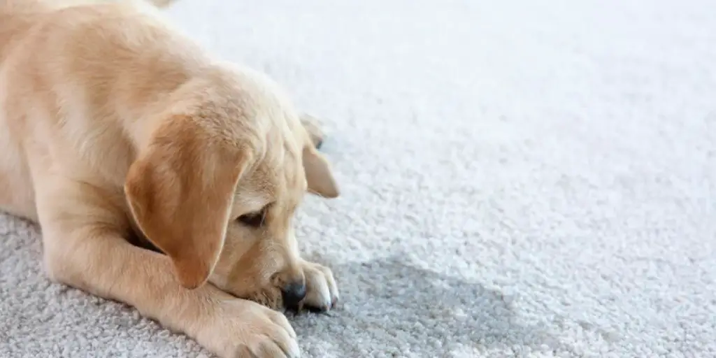 How to Protect Carpet From Dog Urine