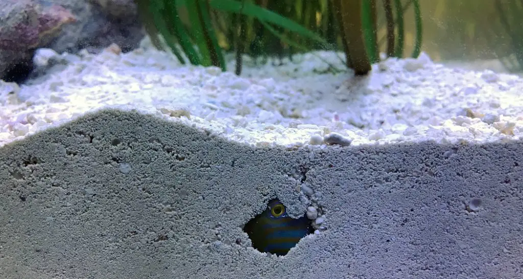 How to Remove Sand From Aquarium
