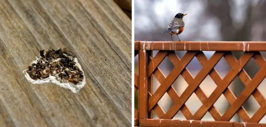 How to Stop Birds From Pooping on My Deck - in 8 Easy Steps (2021)