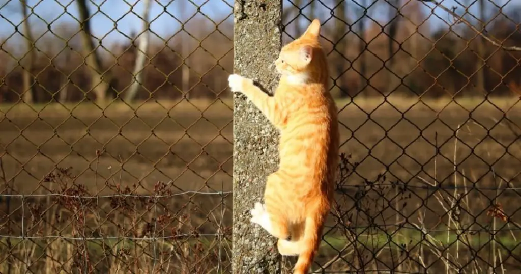 How to Stretch No Climb Fence