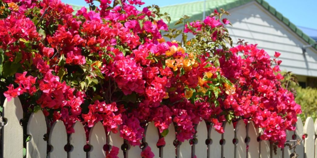 How to Train Bougainvillea on a Fence