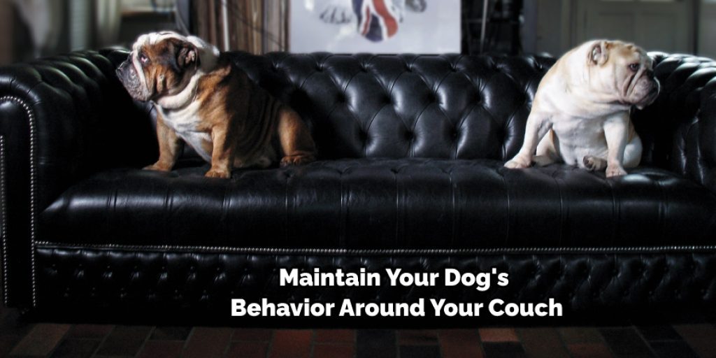 Maintain Your Dog's Behavior Around Your Couch