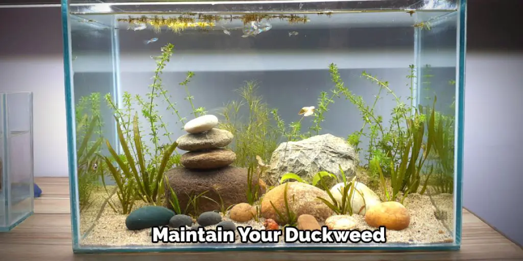 Maintain Your Duckweed