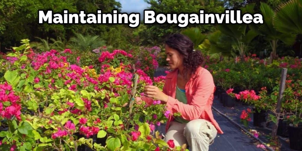 Maintaining Bougainvillea